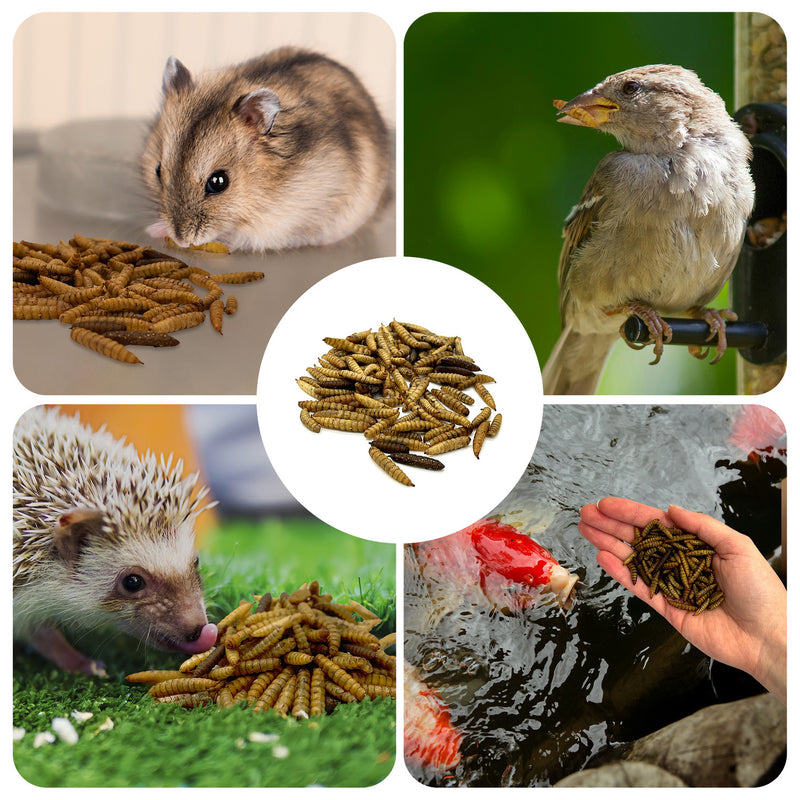 Other species